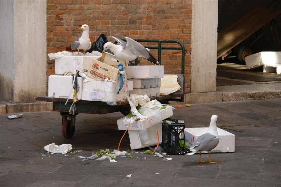 Venedig Fischmarkt Bild 5300