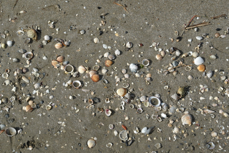 Muscheln sammeln am Lido