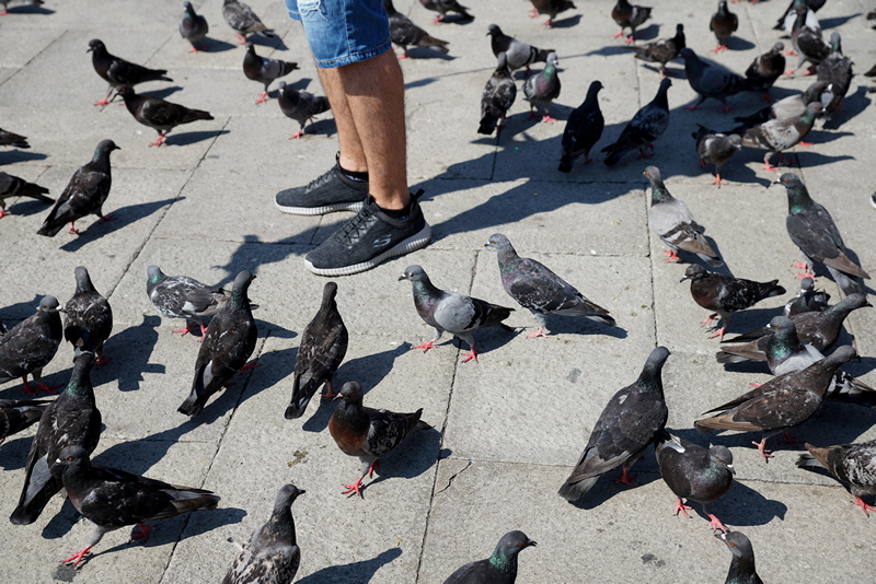 Markusplatz und seine Tauben